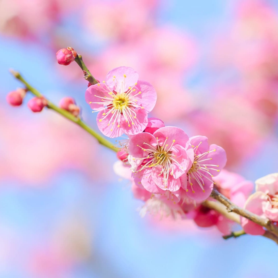 介護美容に重なる「梅」の美しさ