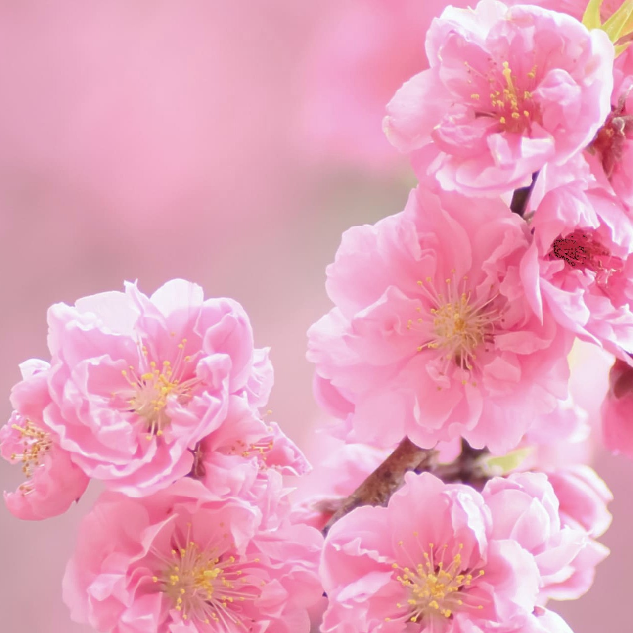 ひな祭りに。ときめく春色のケア