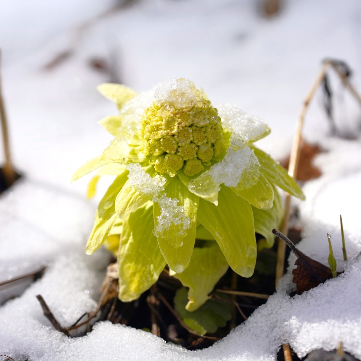 三寒四温に考えたい、気の巡りのはなし ― 揺らぐ季節のケアのヒント ―