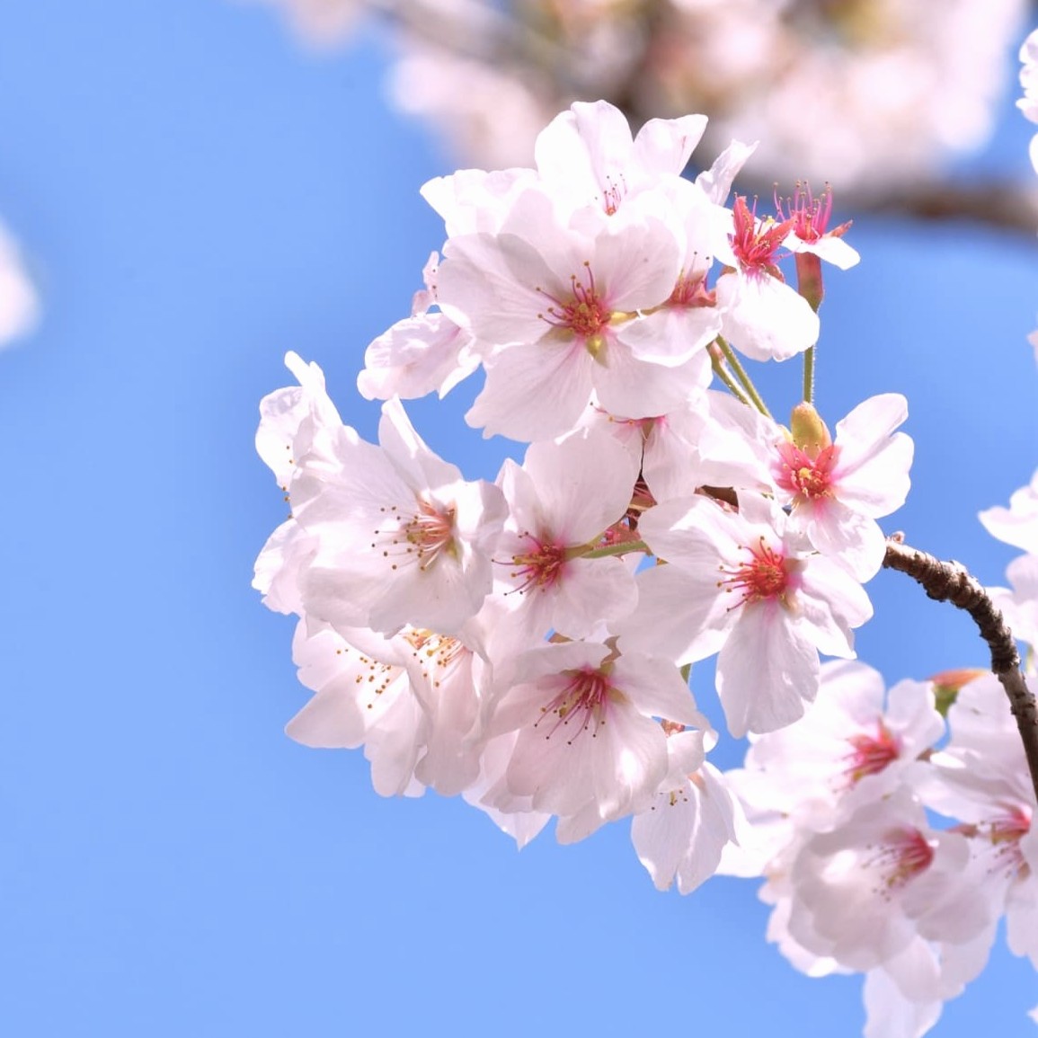 二十四節気で楽しむ介護美容③｜３月 春分