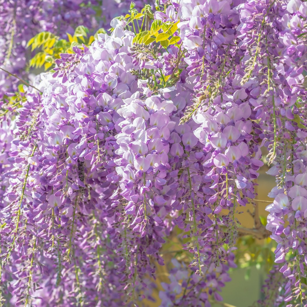 二十四節気で楽しむ介護美容⑥｜５月 小満